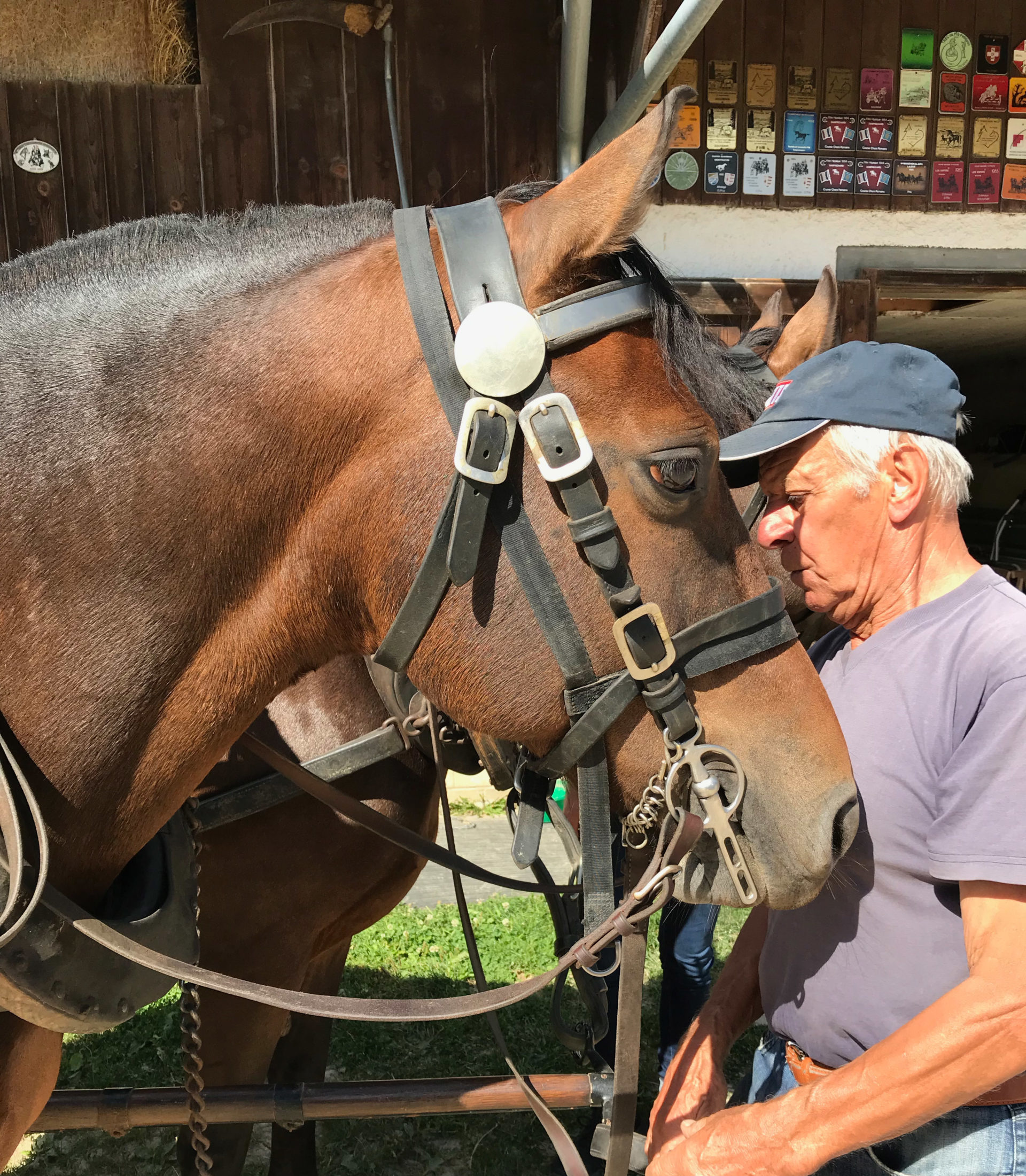 Cheval-franches_Montagnes-ClaudeCattin-Cerlatez-Jura