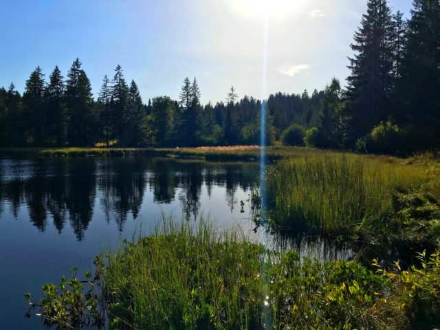 Centre Nature Etang de la Gruère Pro natura, Les Cerlatez