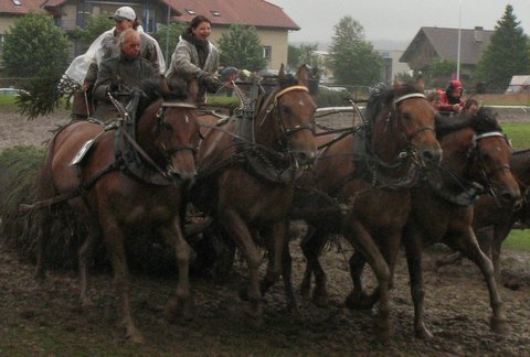 Marché-Concours Saignelégier, courses à 4 chevaux