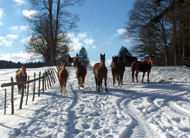 Le Cerneux-Belin en hiver